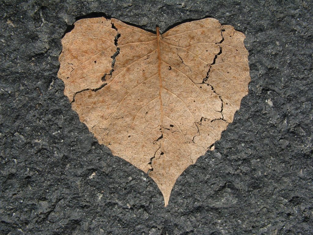 heart, broken, nature love-742712.jpg